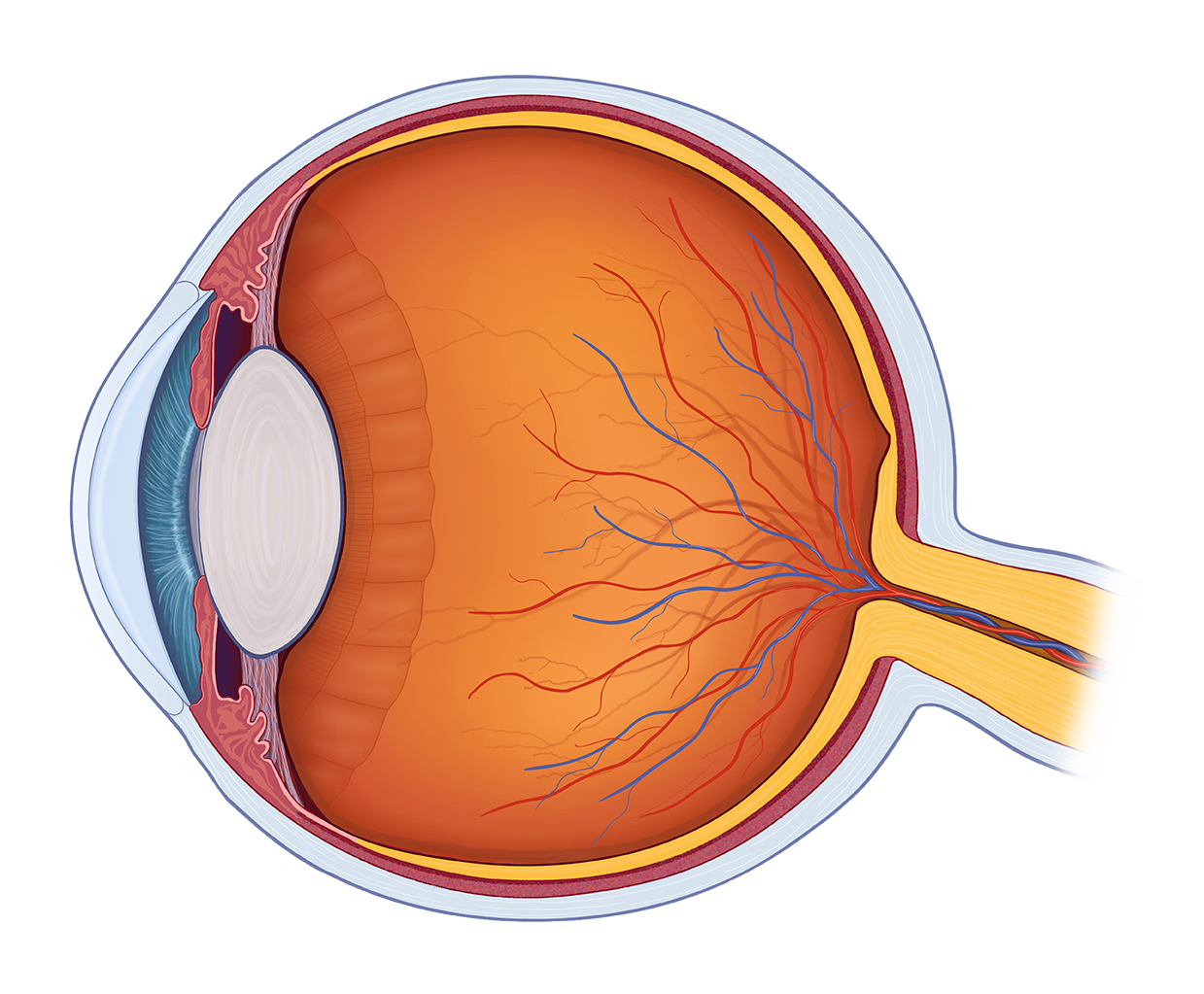 Diagram Of The Human Eye With Labels